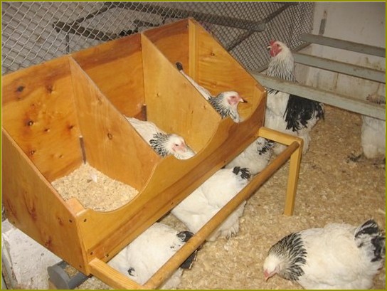 Jak zbudować gniazda dla kur