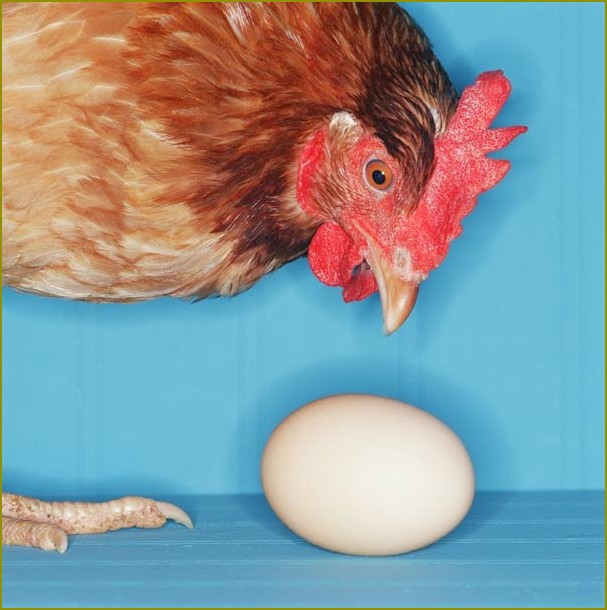 Jak zwiększyć produkcji jaj kur