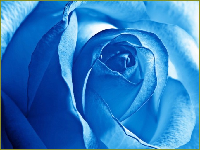 Jak zrobić niebieską różę