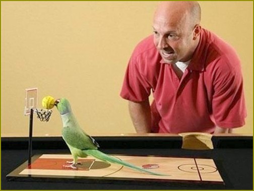 jak nauczyć papugi falistej i prowadzić piłkę