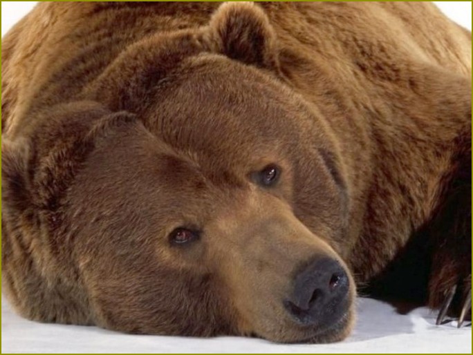 Dlaczego niedźwiedź śpi