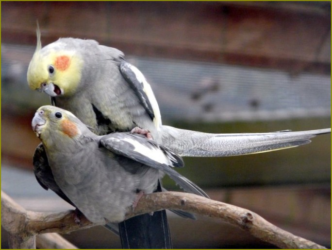 papugi nimfy określenie wieku